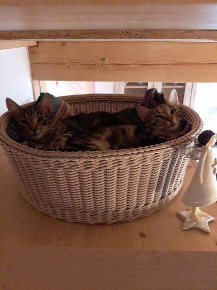 Plumi und Coda