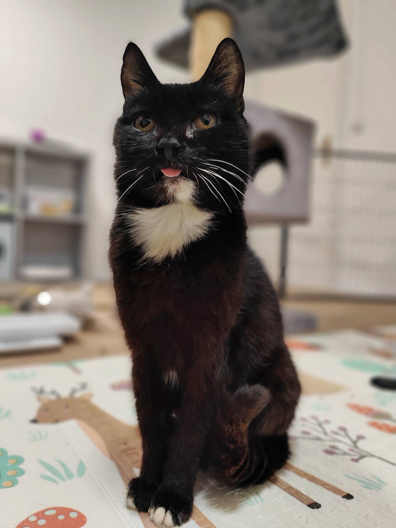 Nova