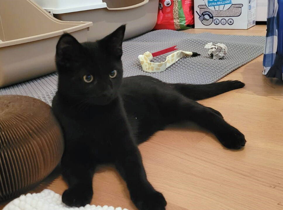 Loki