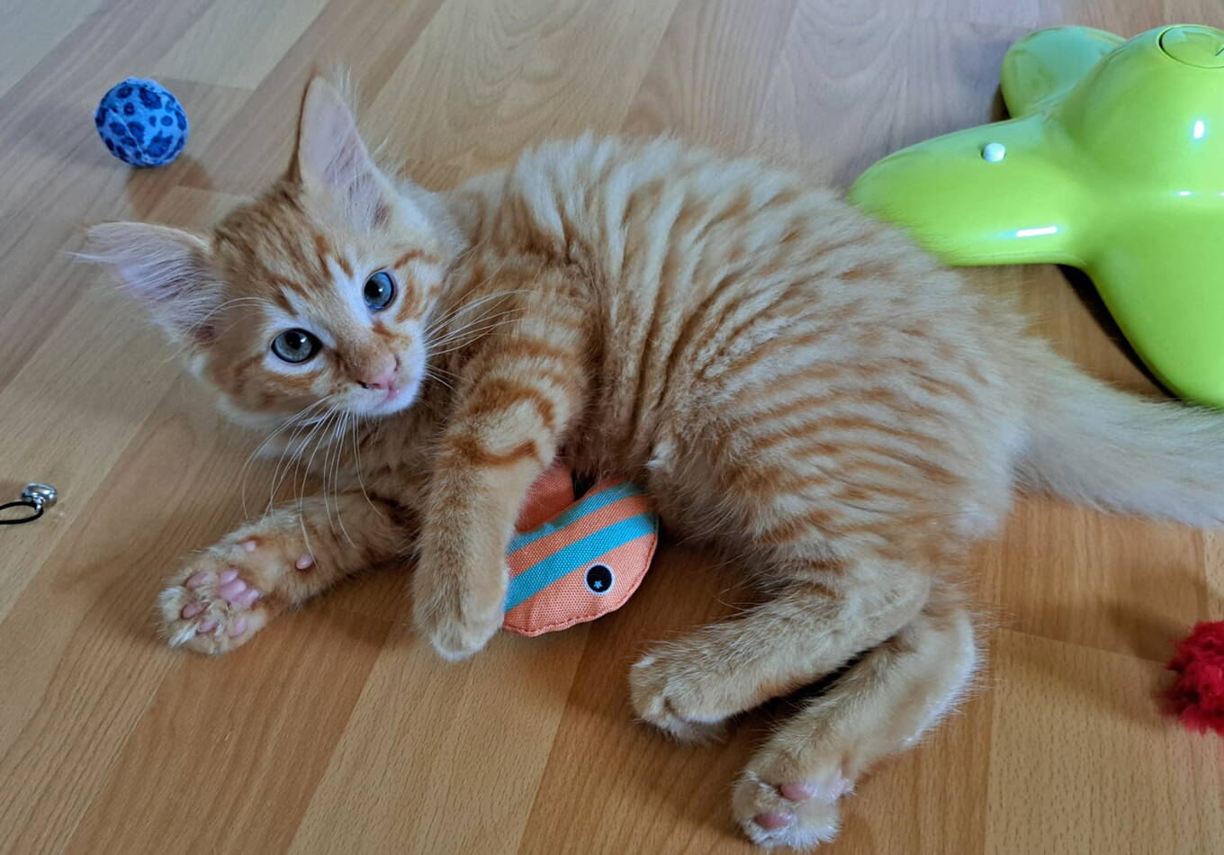 Paku