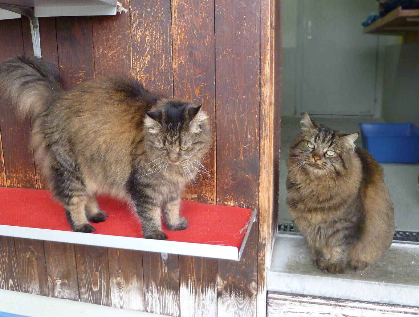 Kira und Kimba