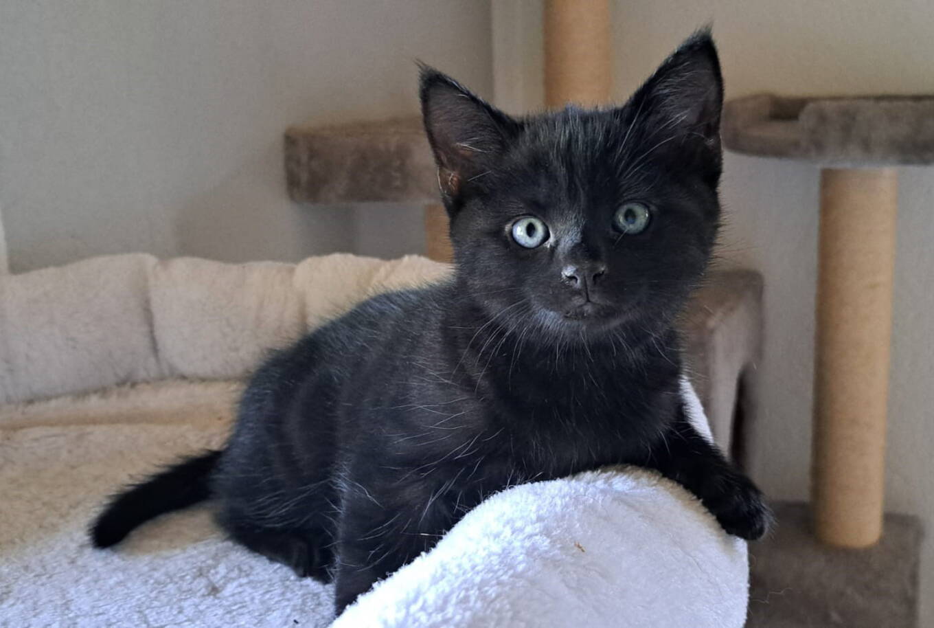 Loki