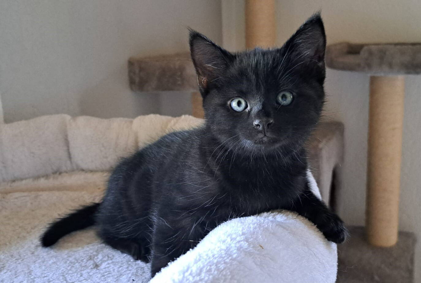 Loki