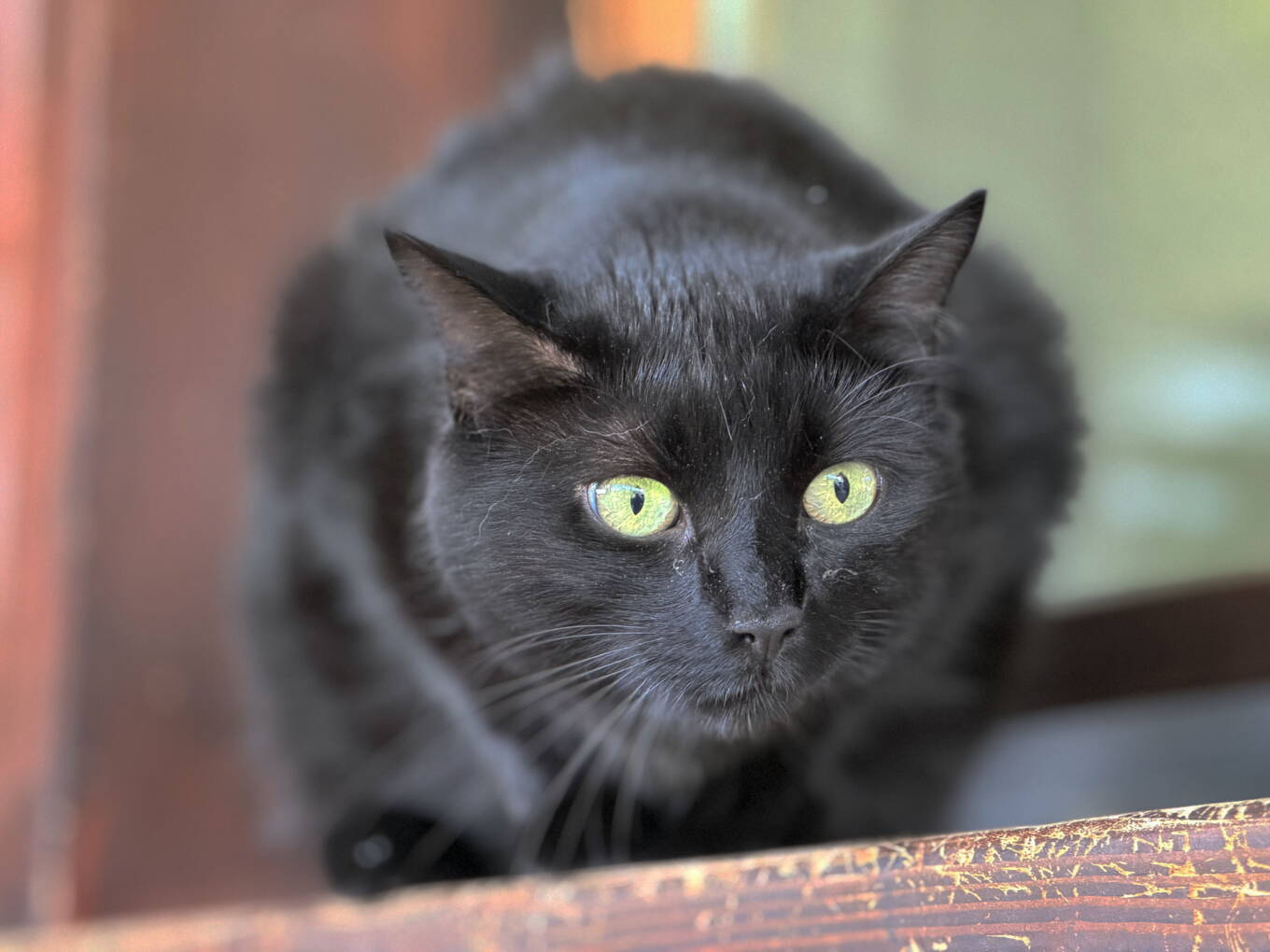 Nala