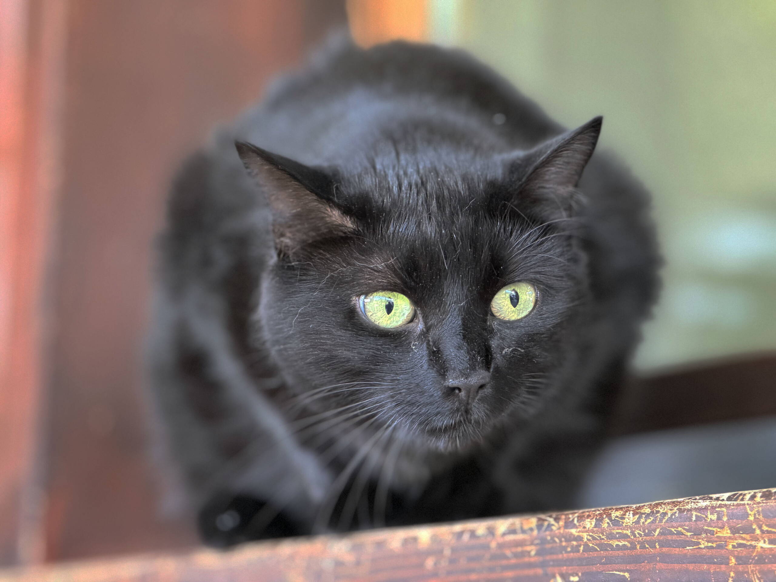 Nala