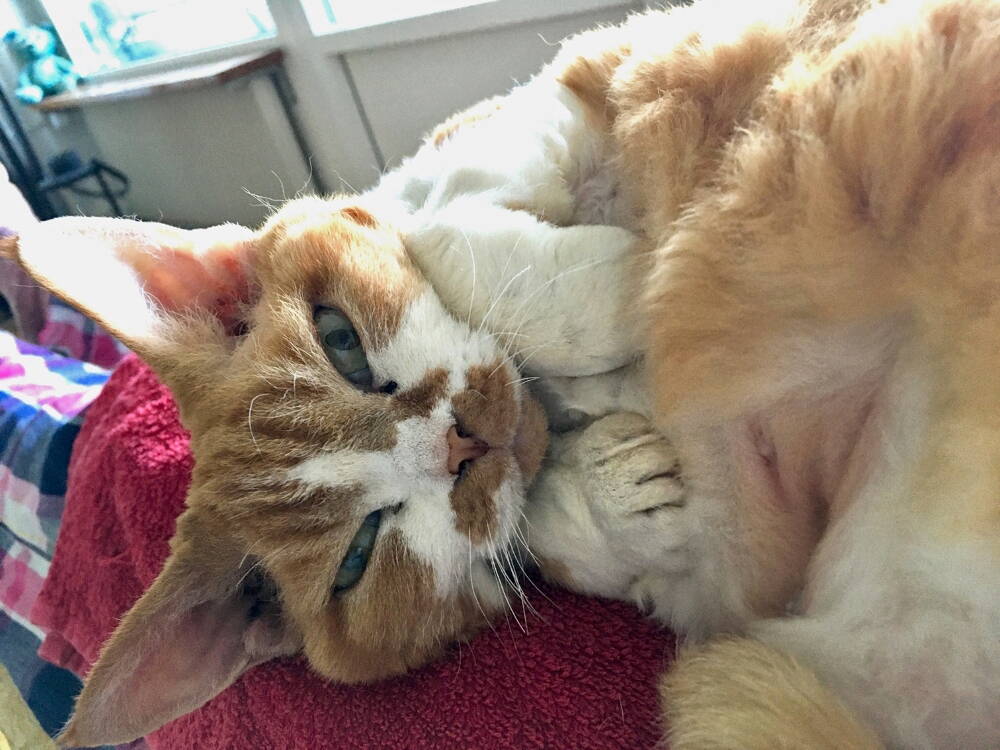 befriedigen sich katzen selber Katzen beschäftigen: Die besten Ideen gegen Langeweile