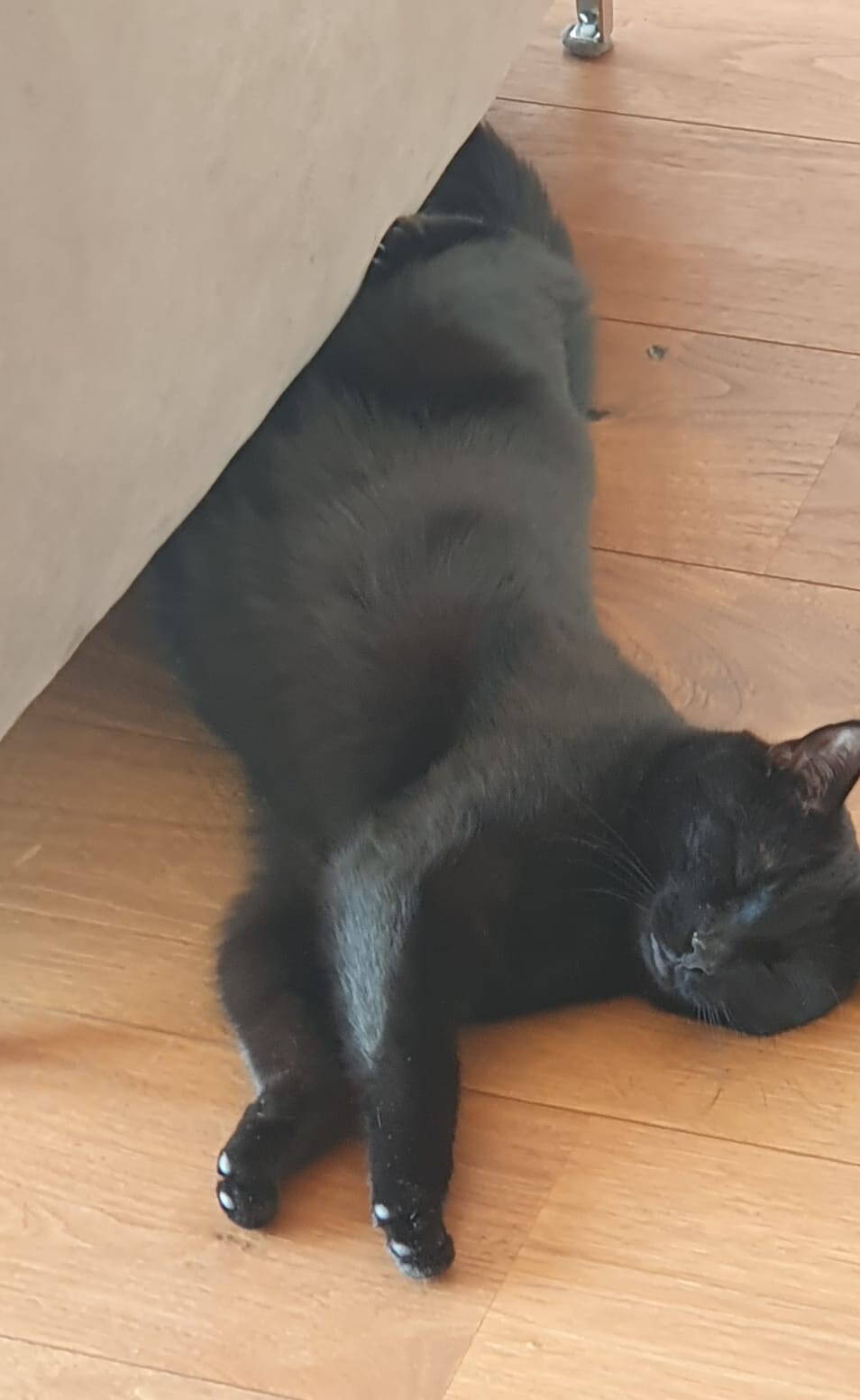 Benji