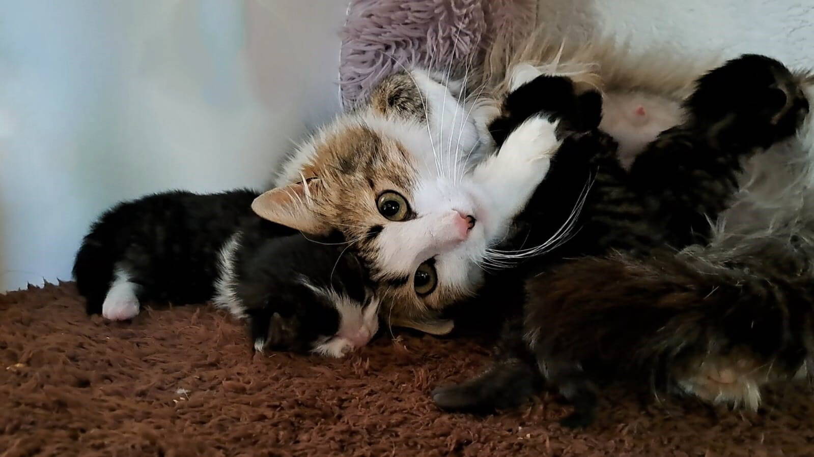 Mimi