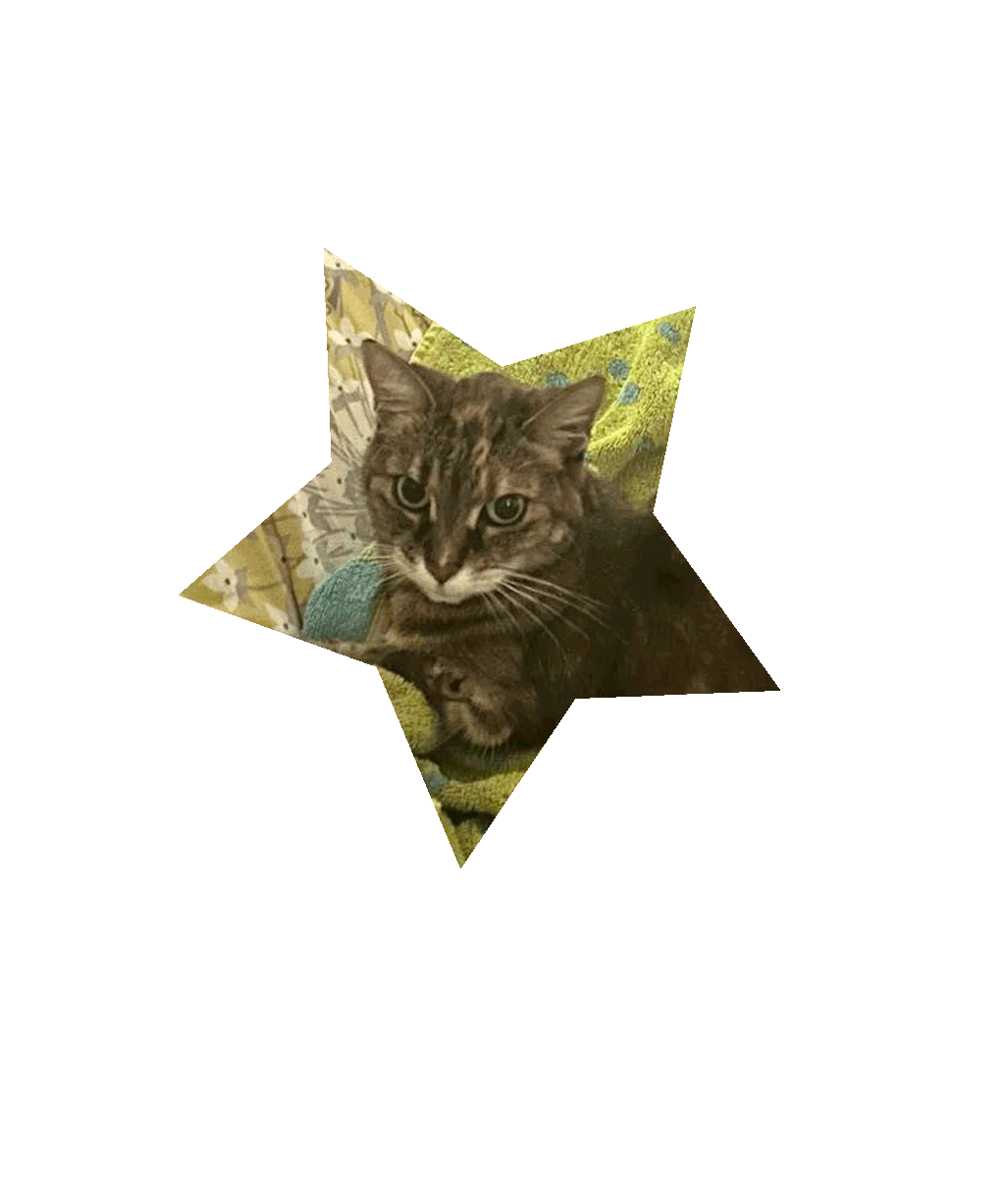 Stella