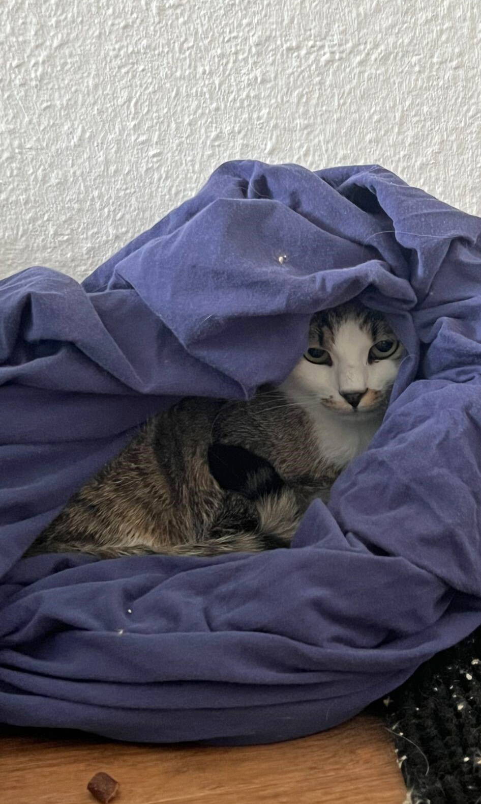 Tiko