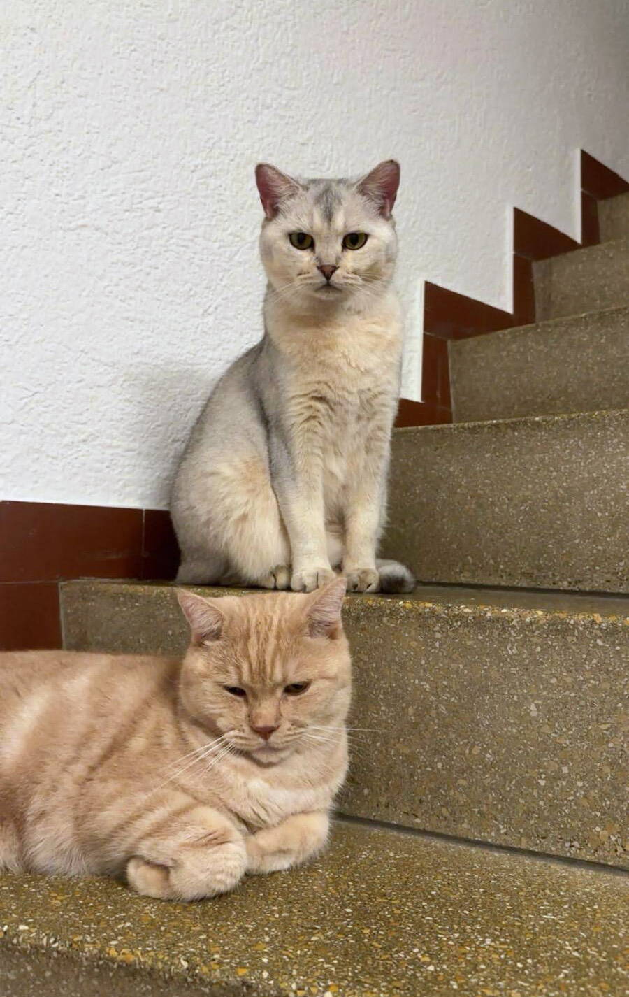 Amar und Azra