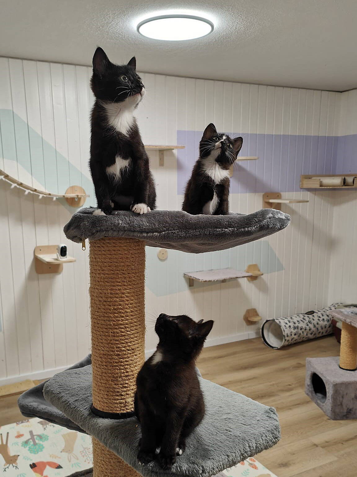 Cody, Lexy und Blacky