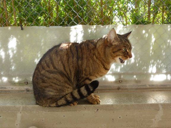 Dinozzo