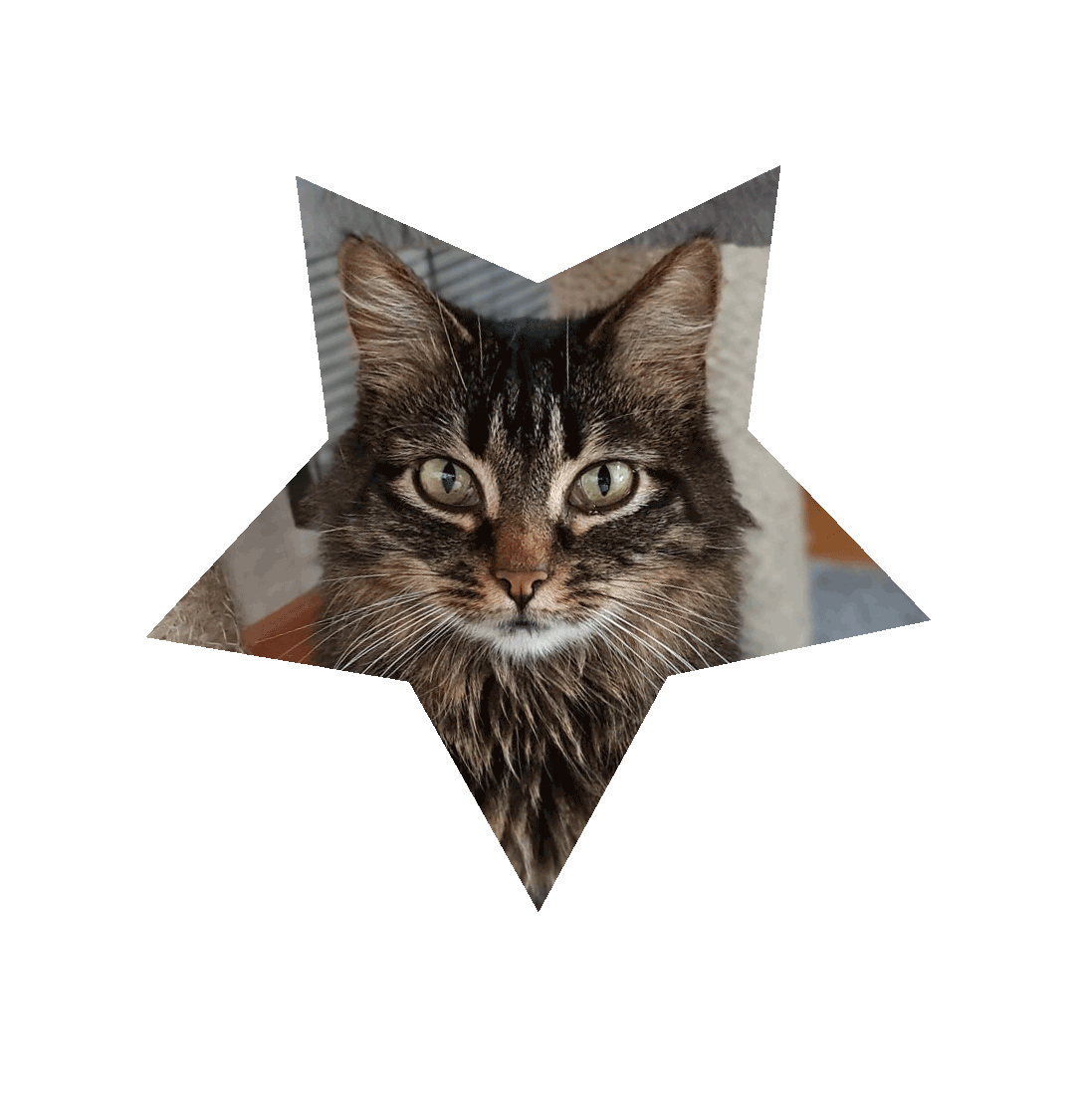 Dunja
