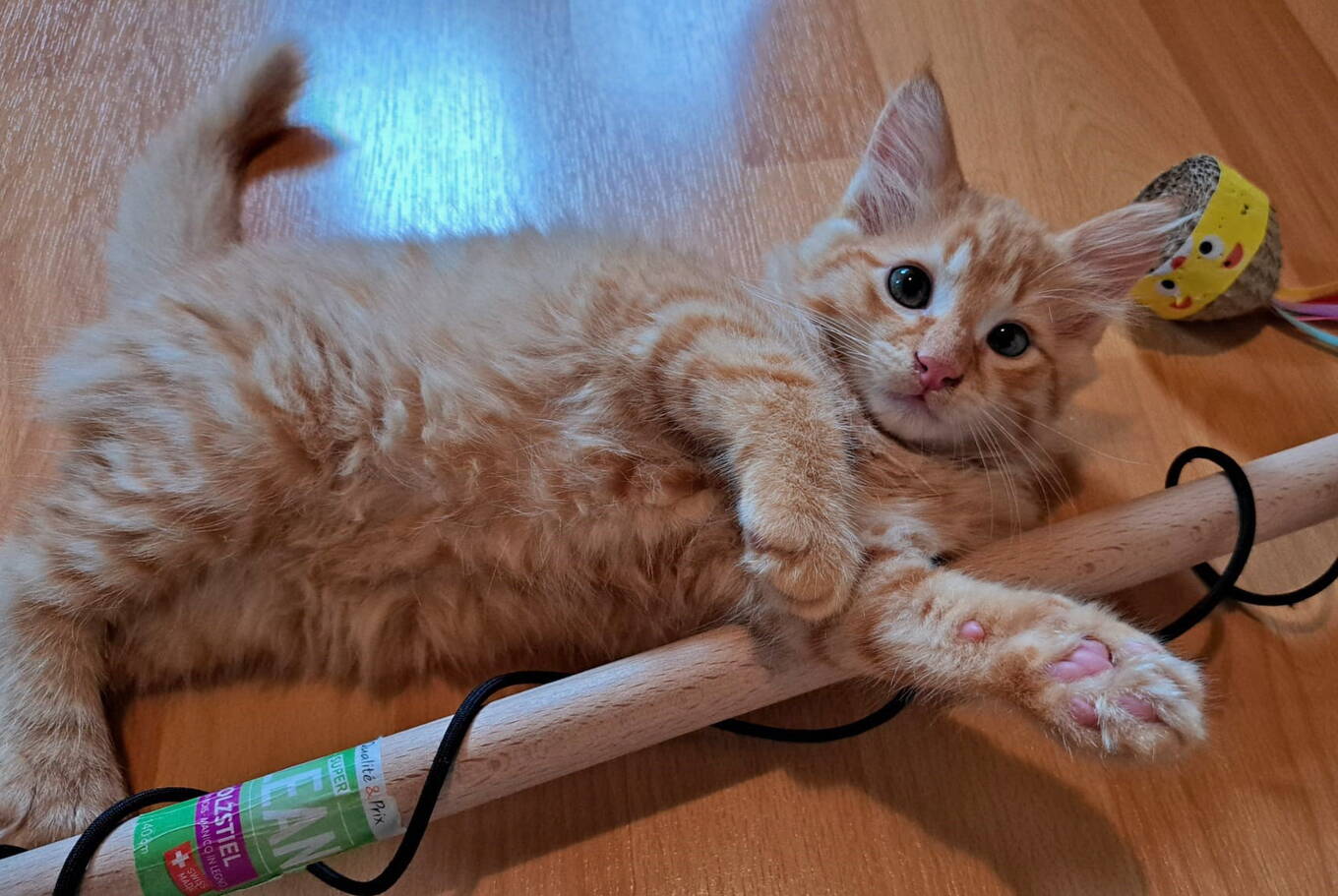 Paku