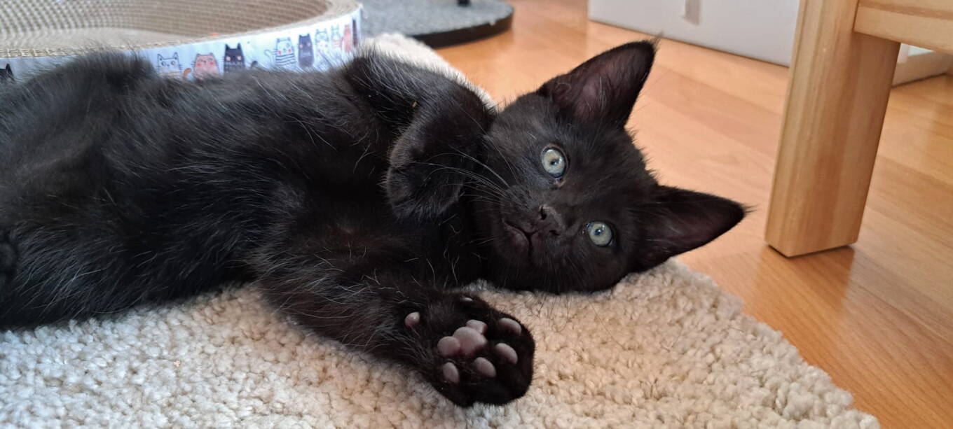 Loki