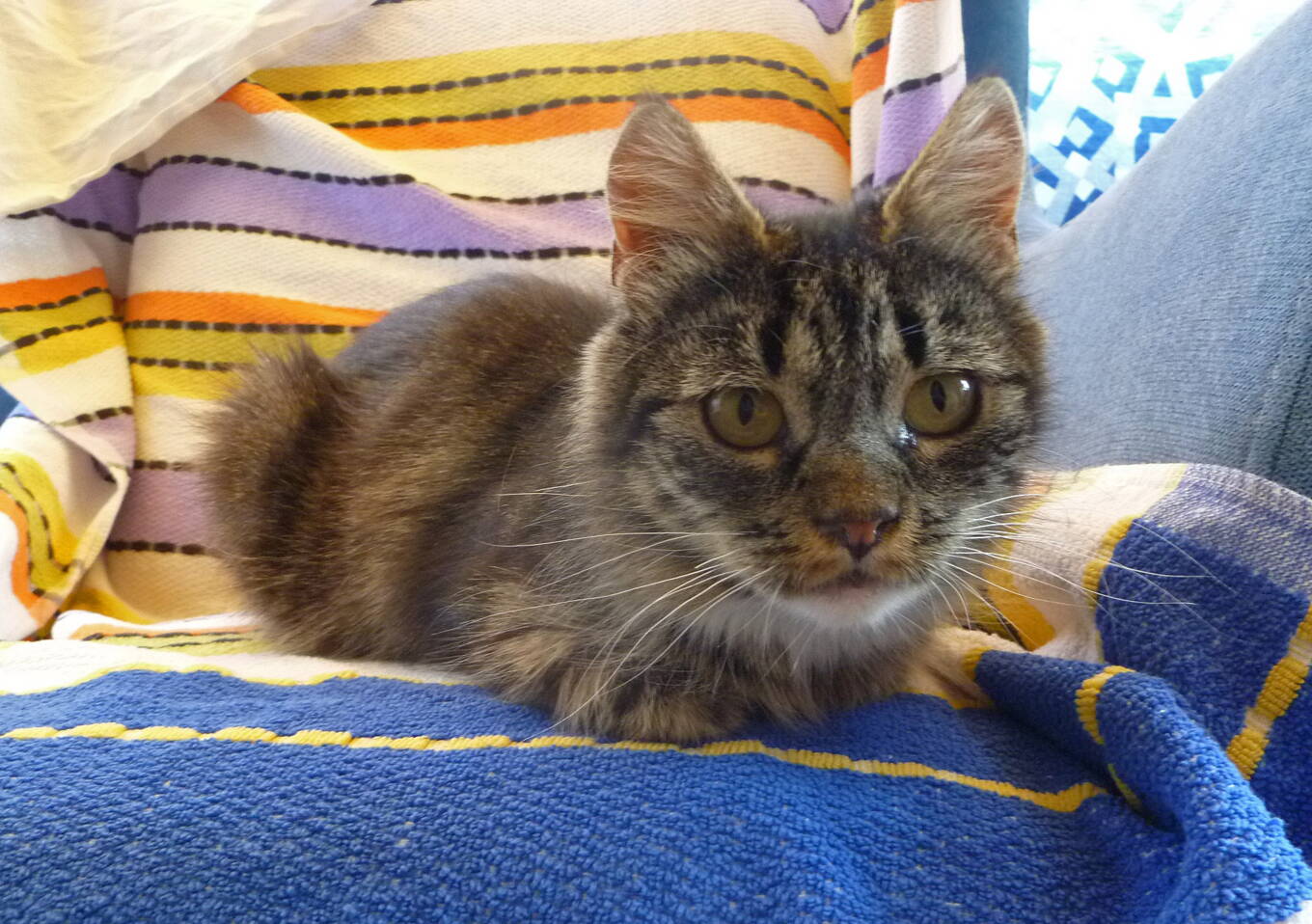 Lucy