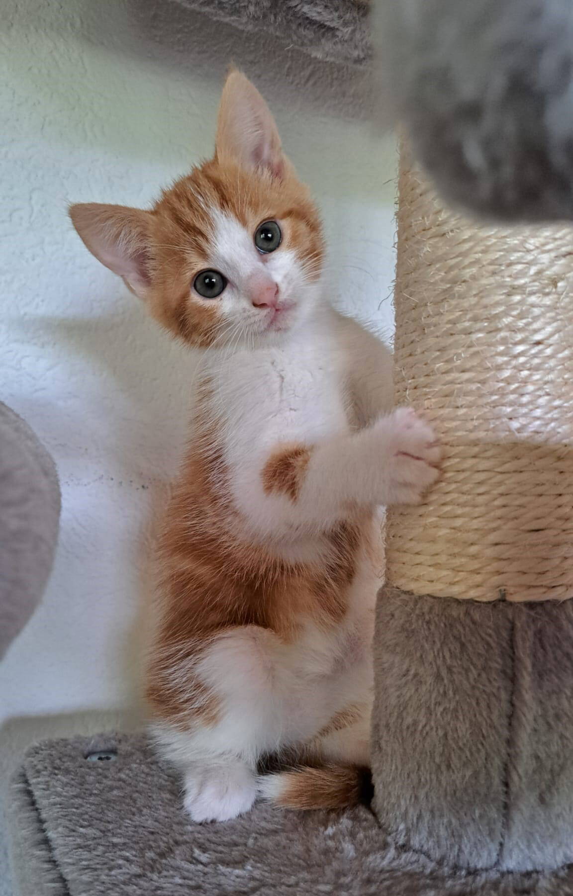 Lani