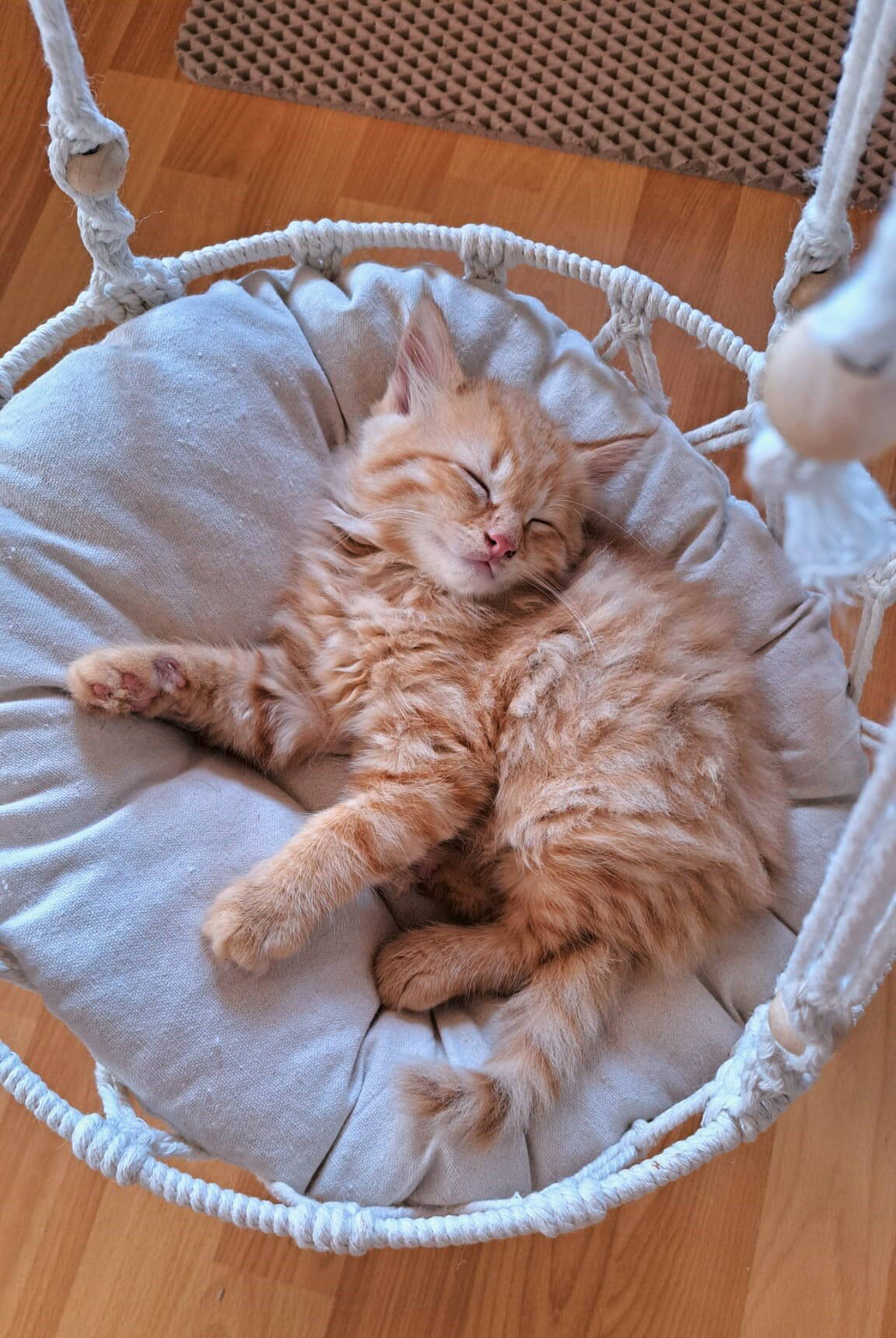 Paku