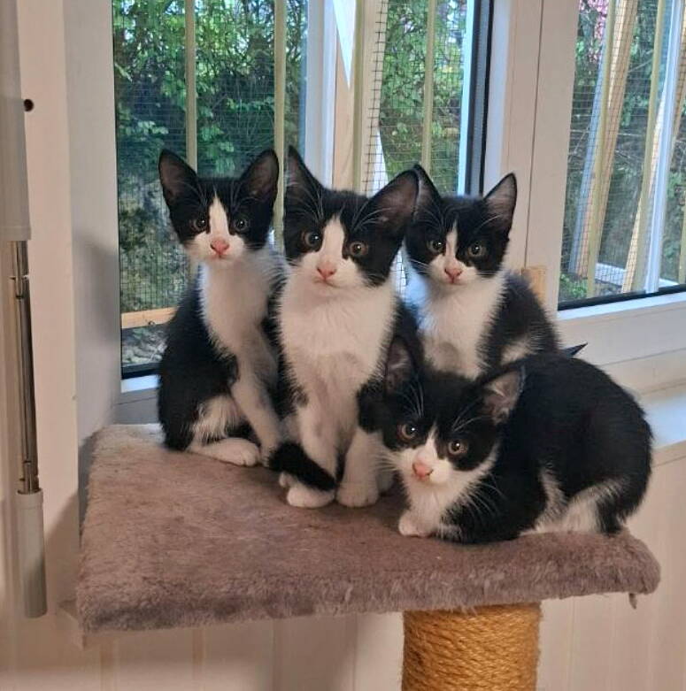 Ginny, Harry, Hermine und Luna