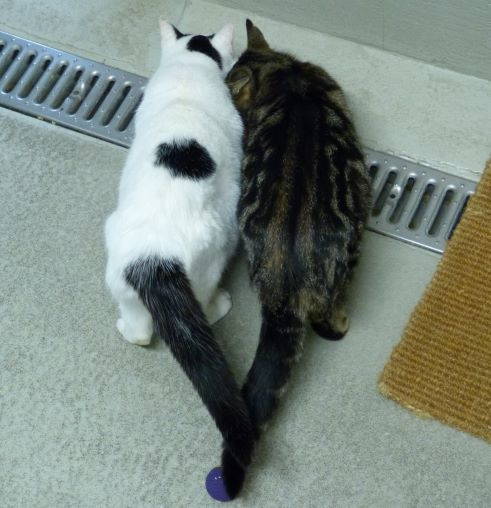 Rico und Leonie