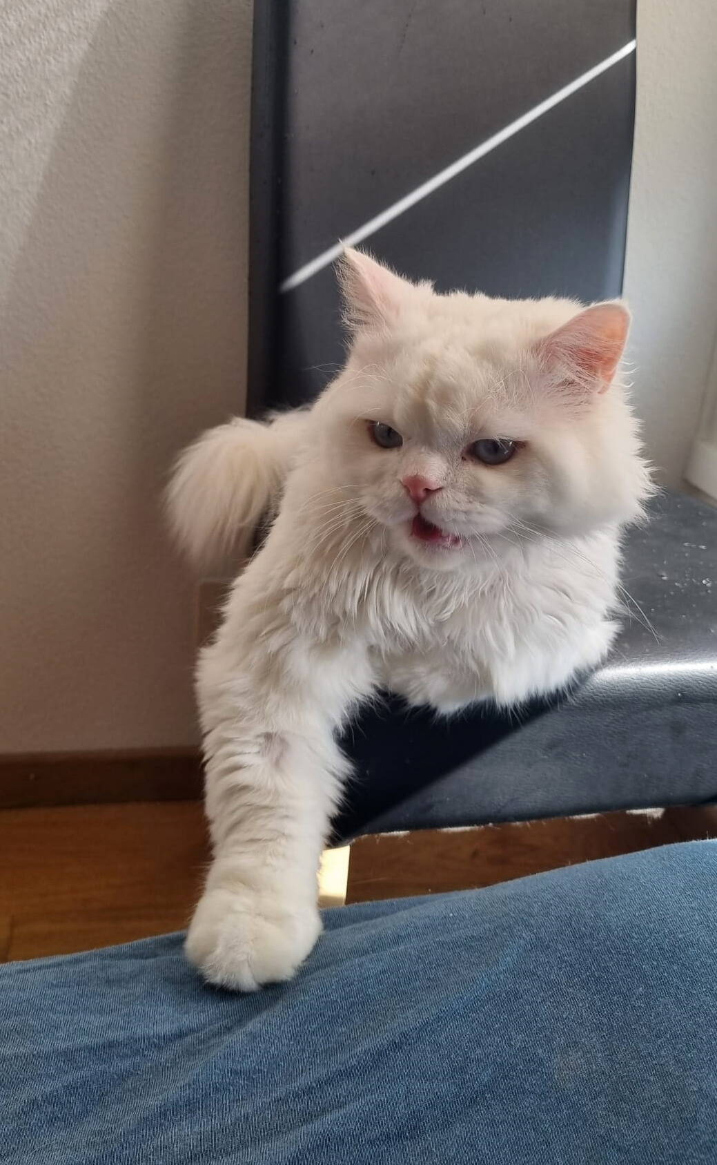 Yuki
