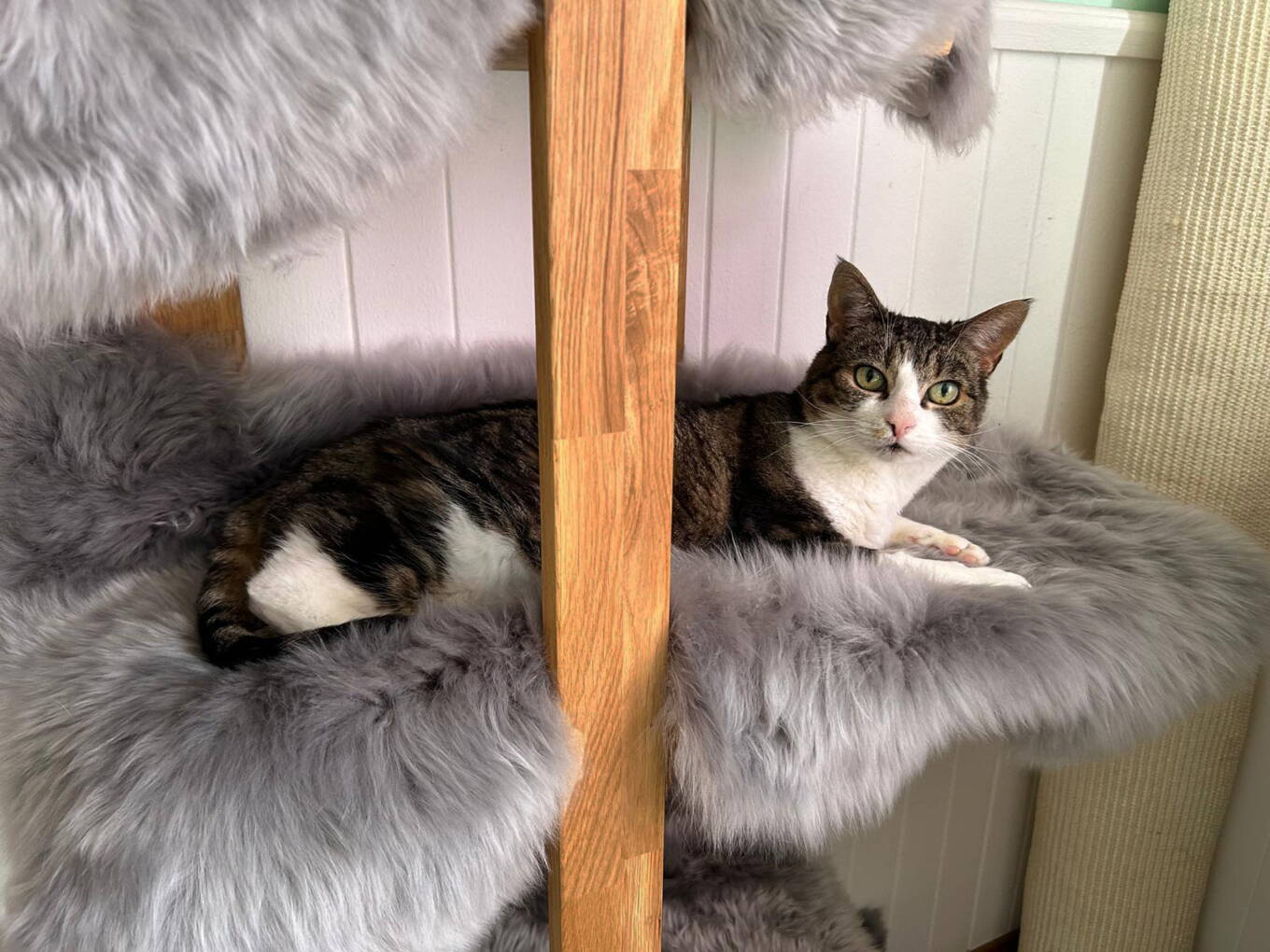 Ari