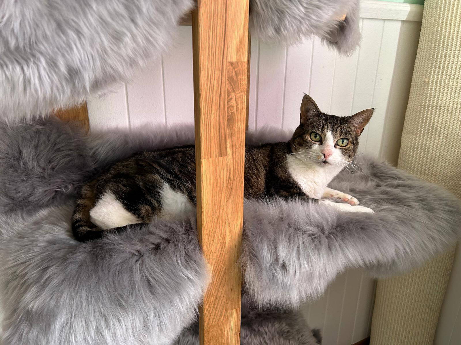 Ari