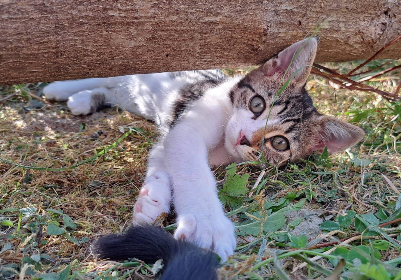 Amani