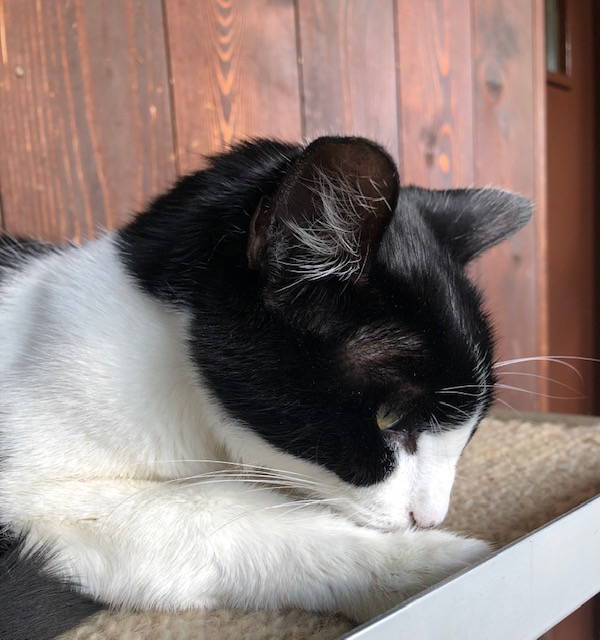 Kira