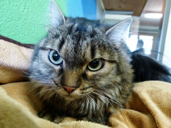 Stellina