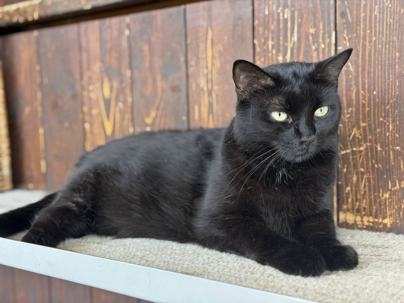 Nala
