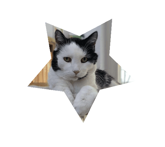 Chicco