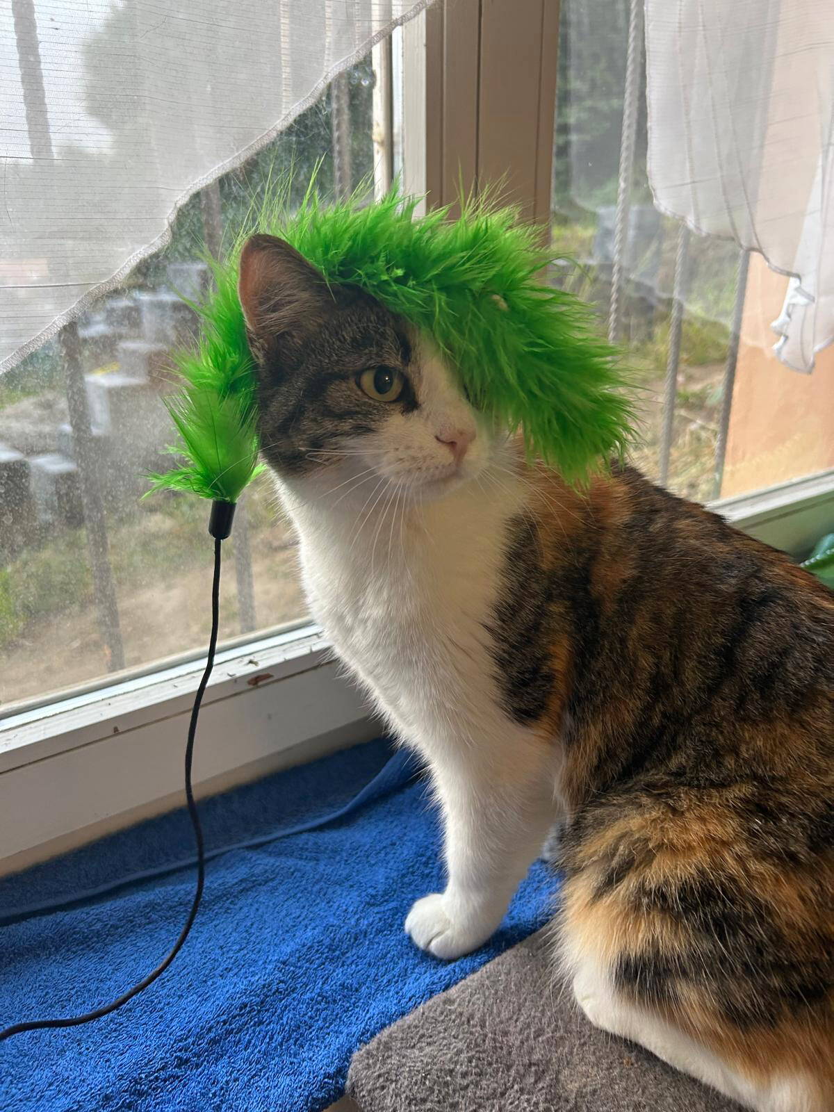 Sophia