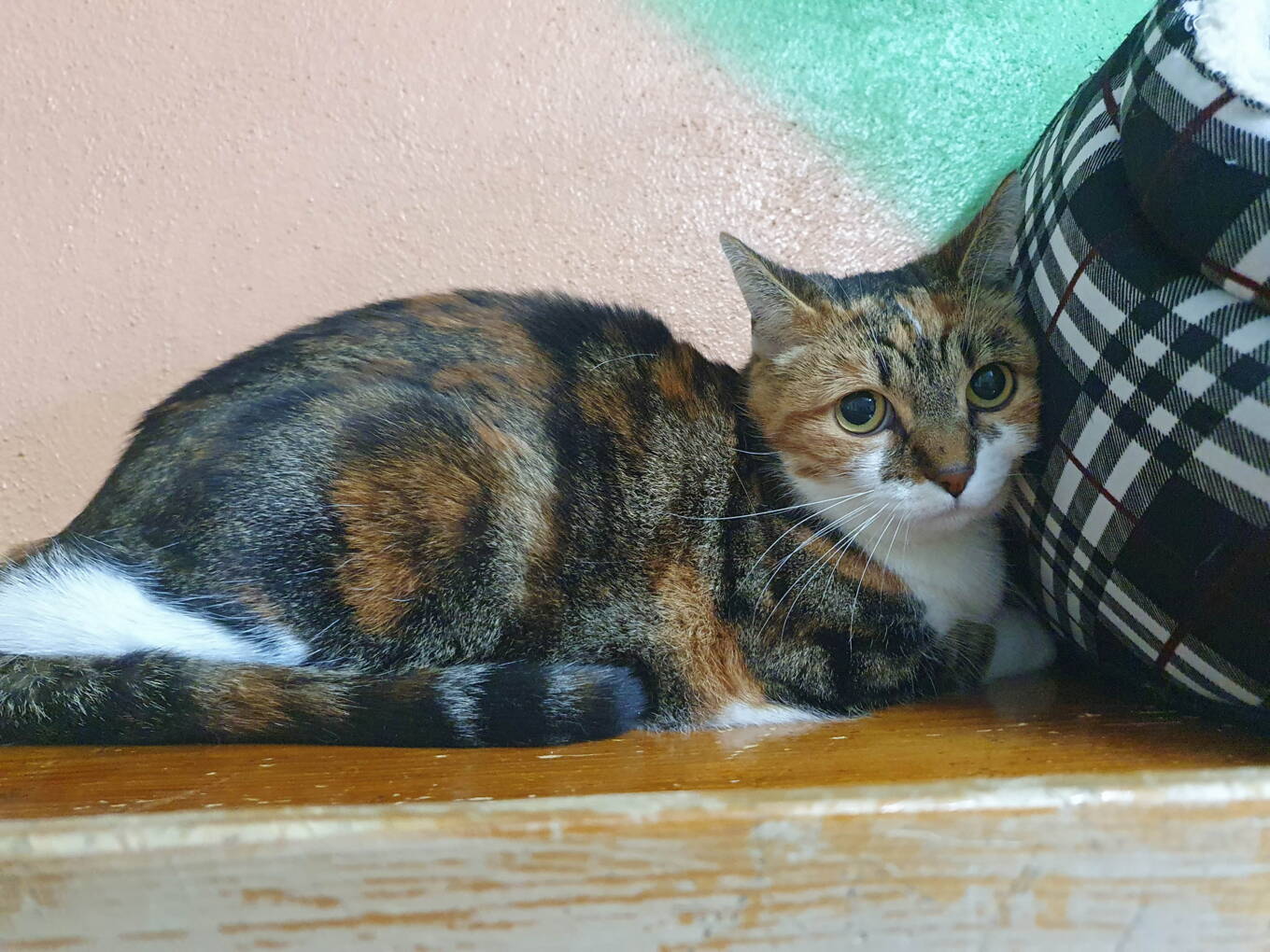 Lolita