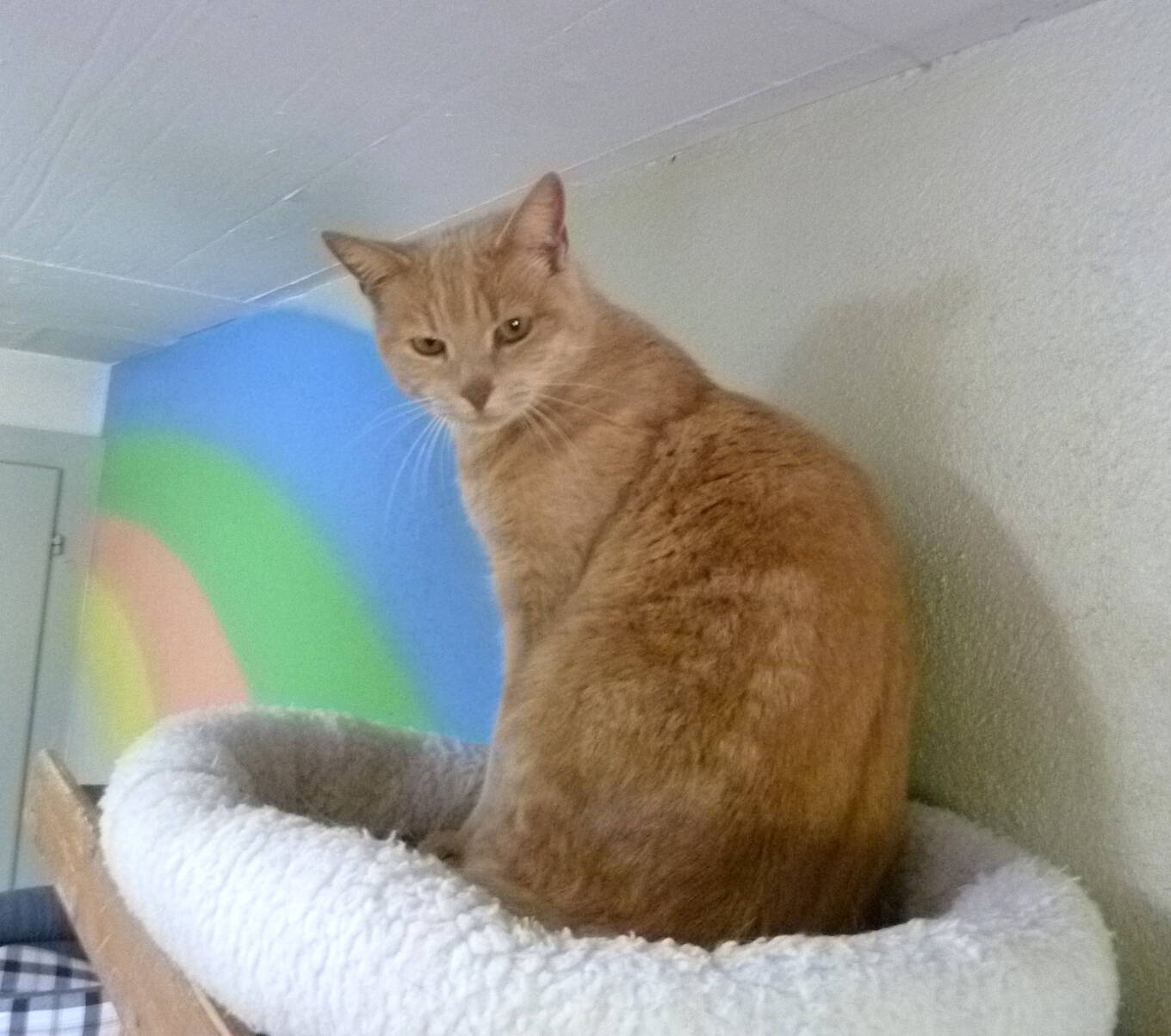 Timo