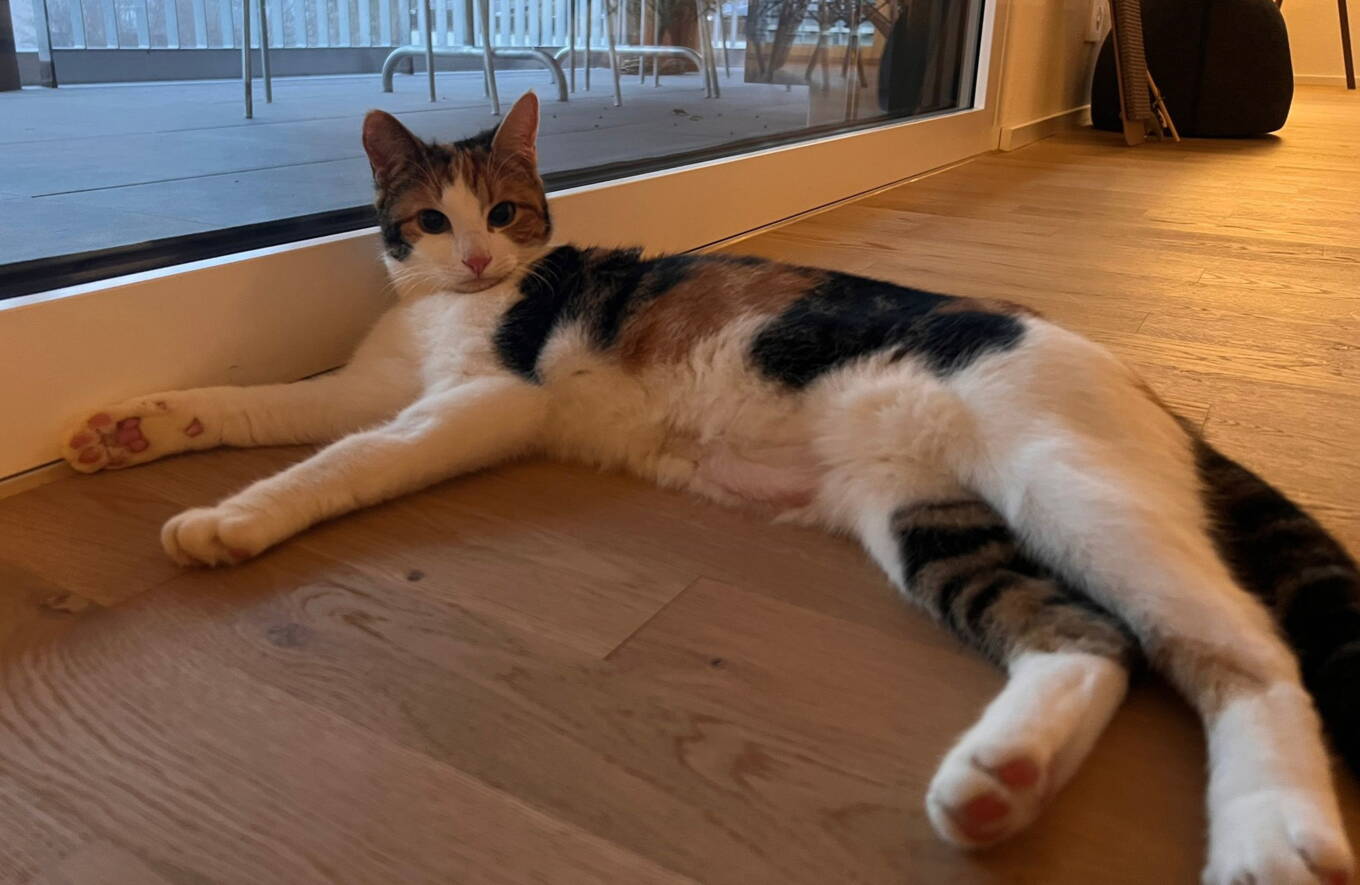 Suki