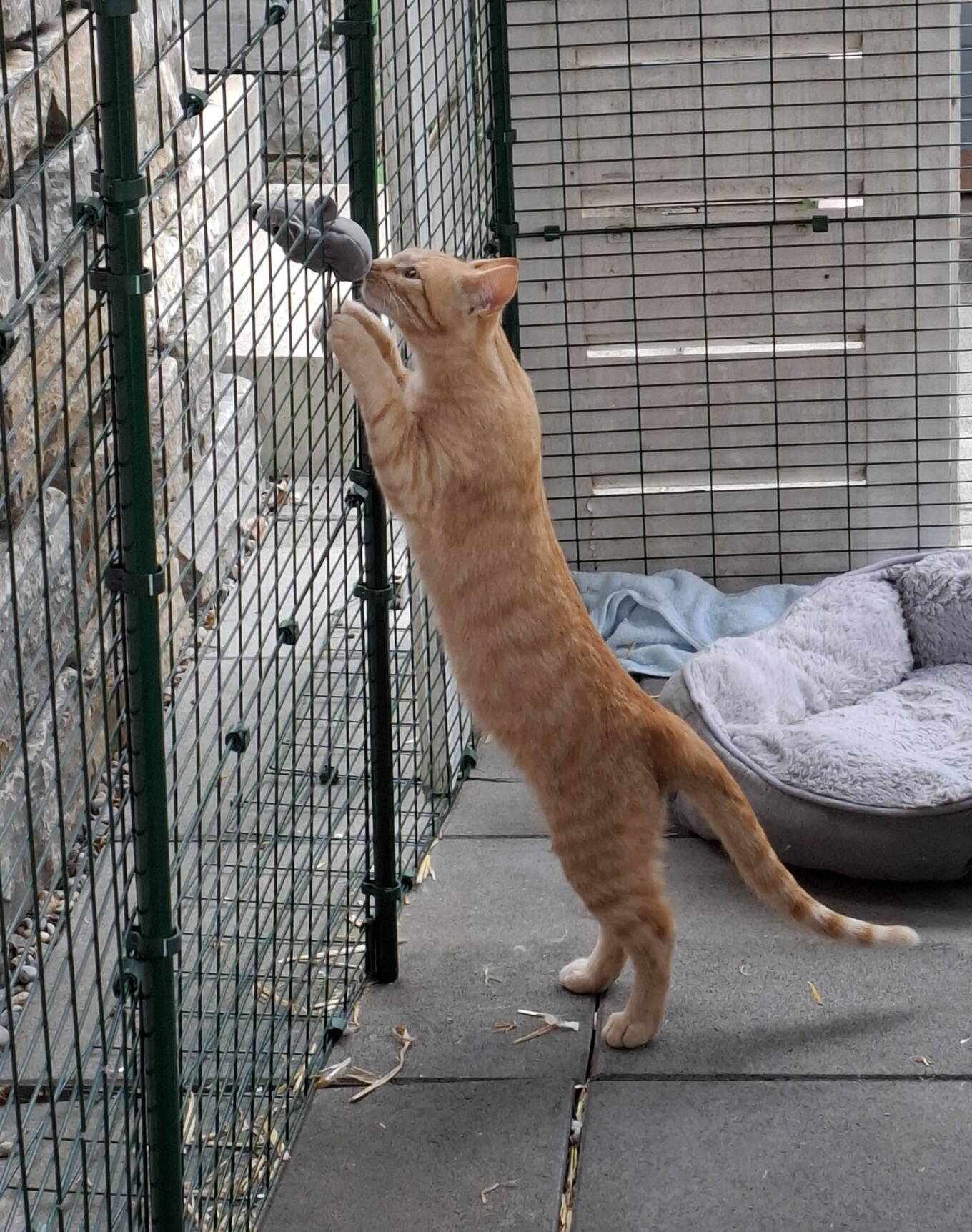 Tigerauge
