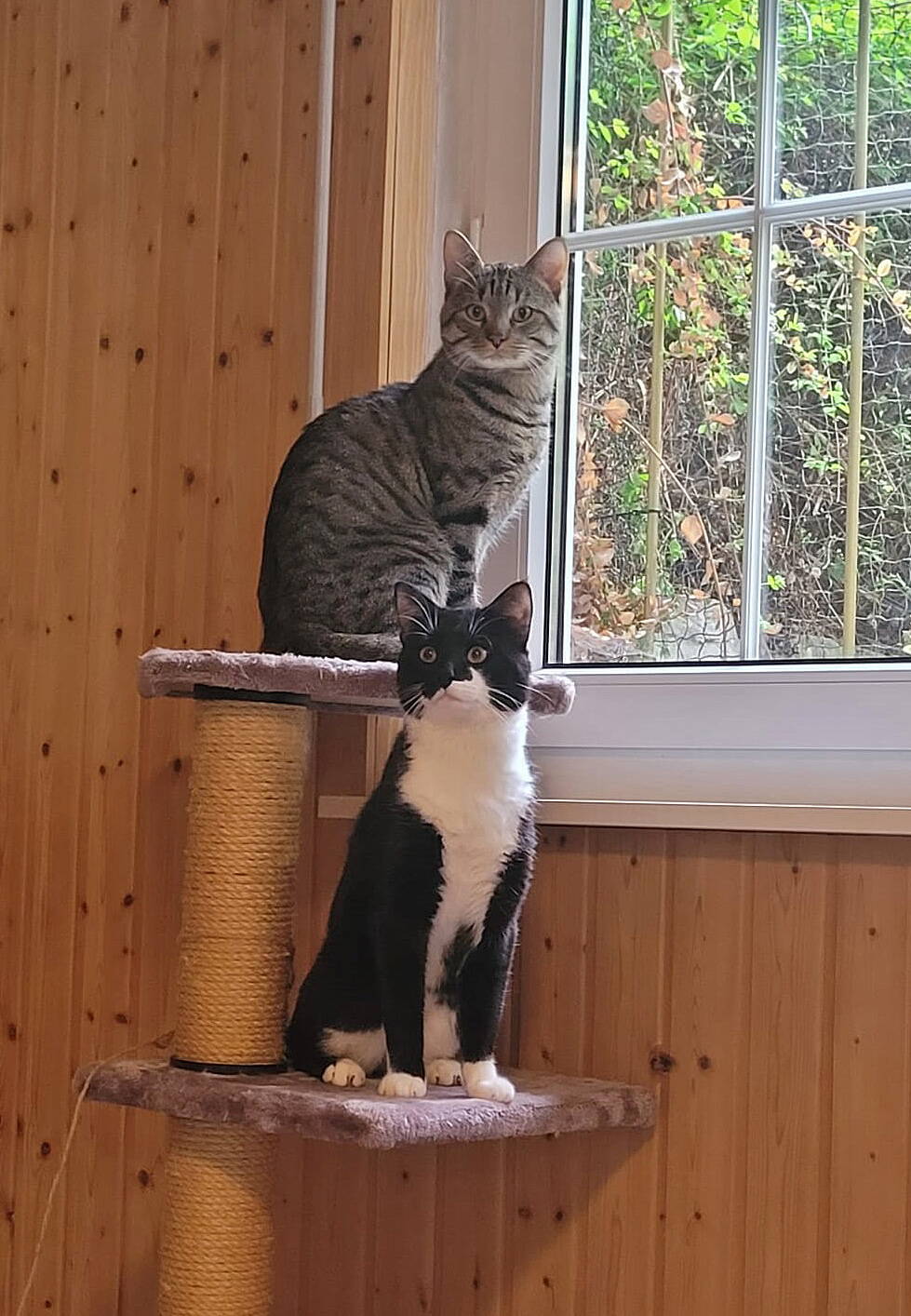 Mogli und Simba
