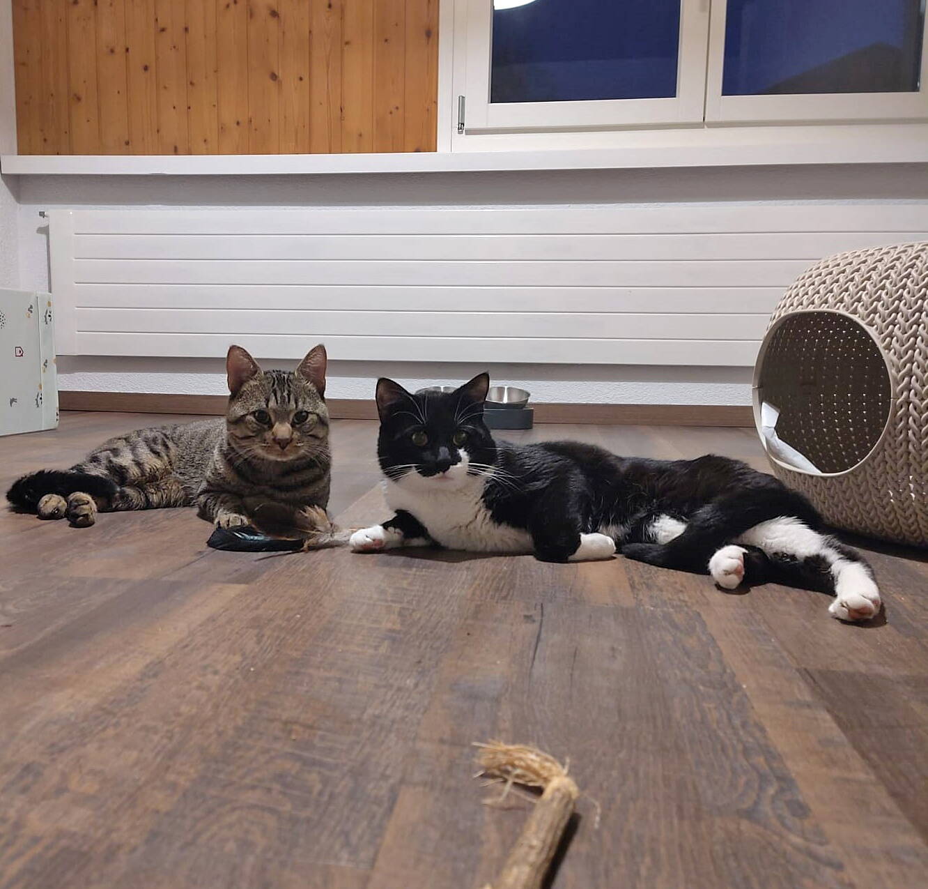 Mogli und Simba