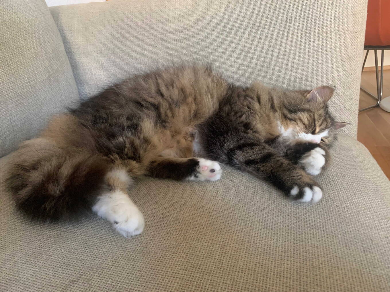 Gina