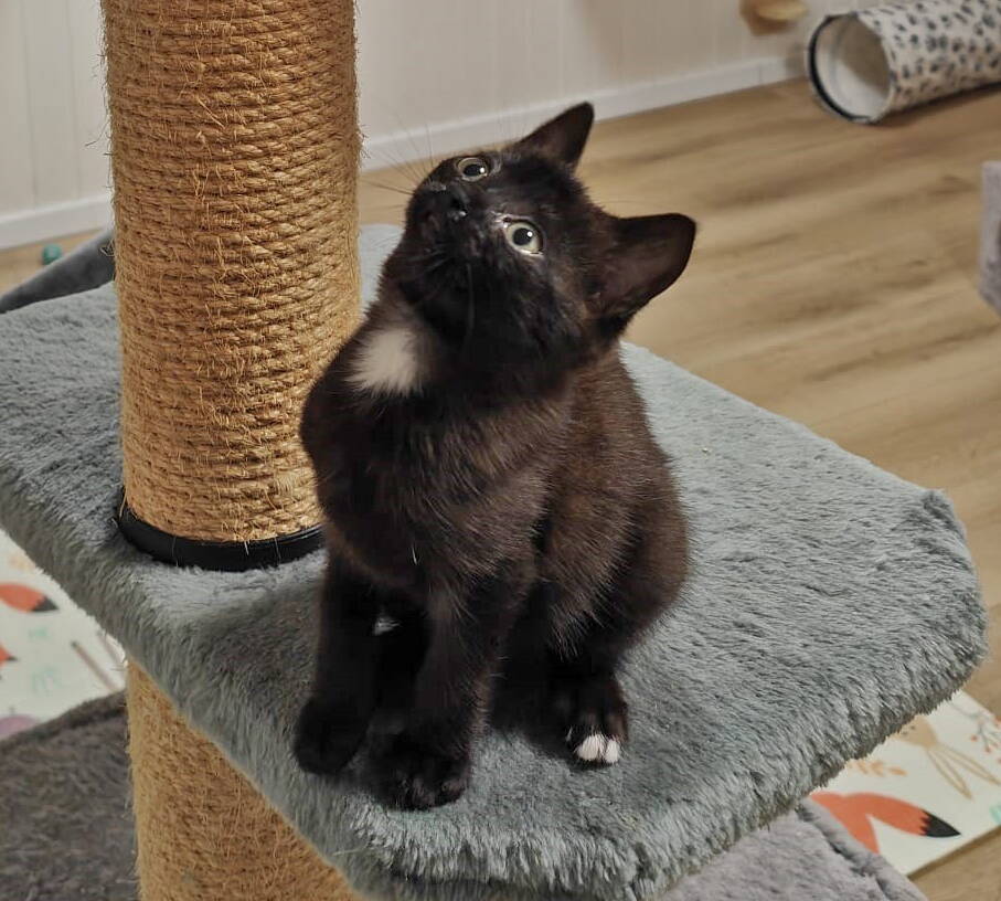 Blacky