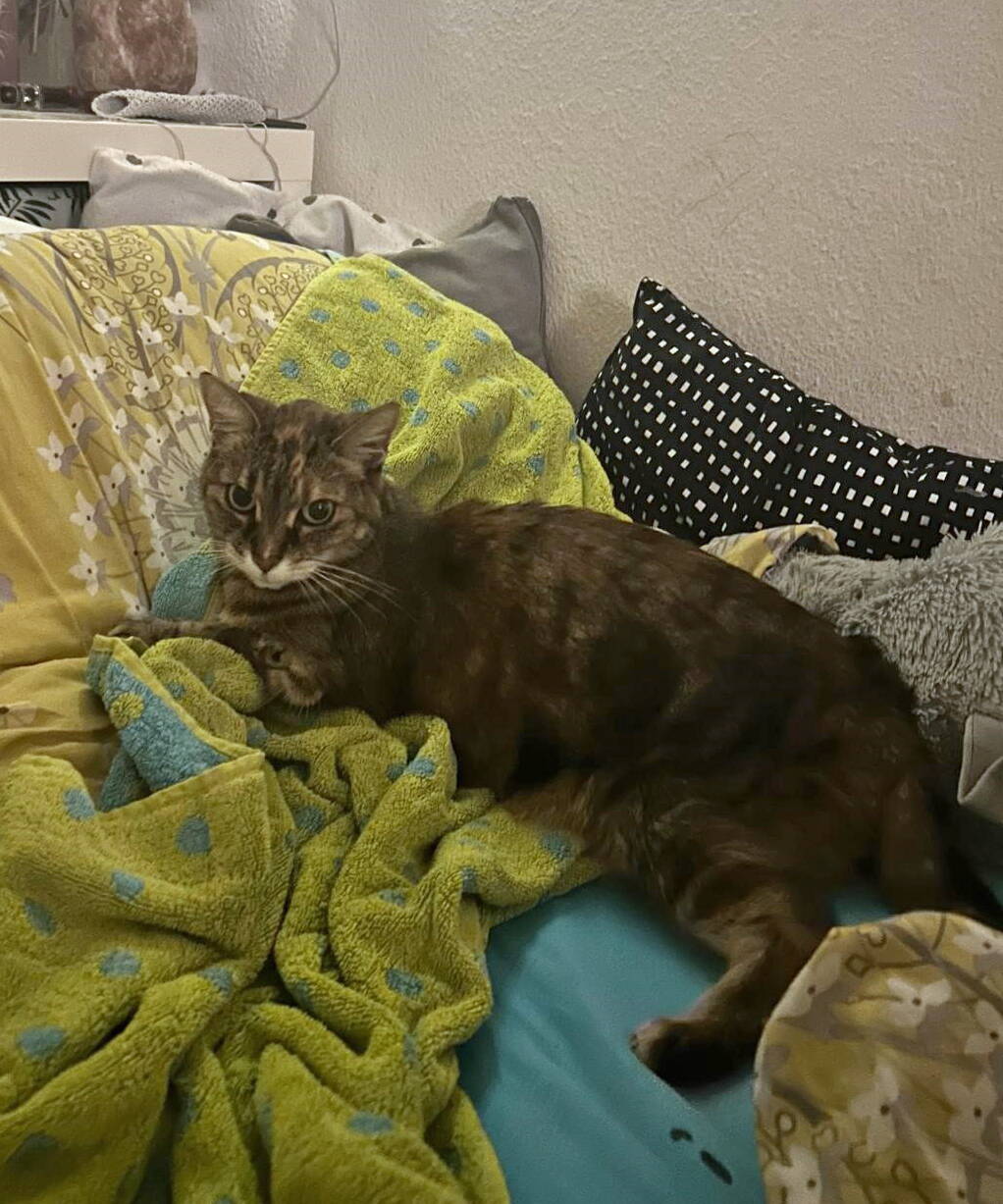 Stella