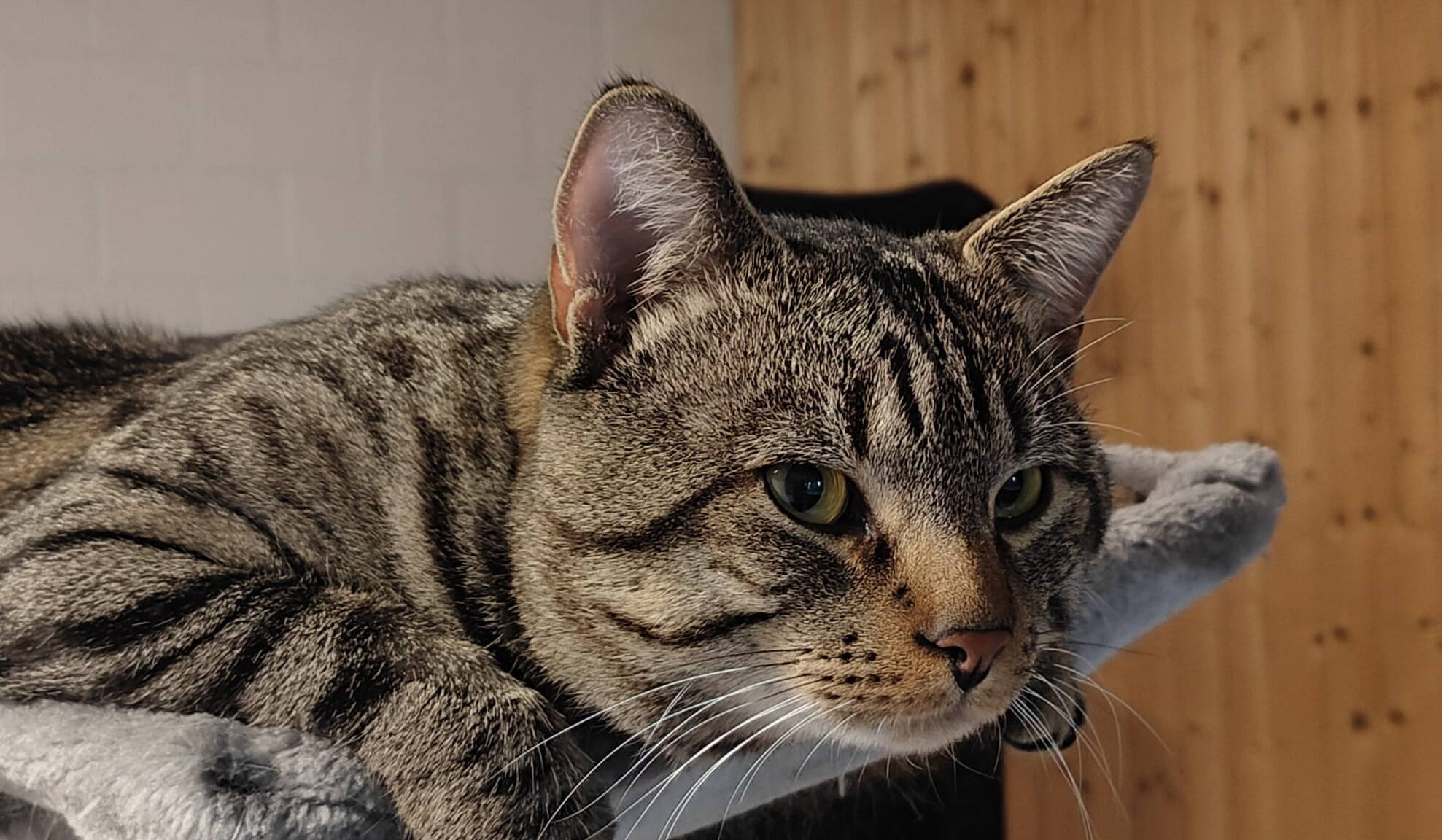 Simba