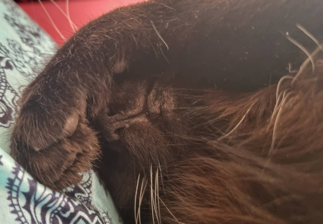 Mügi