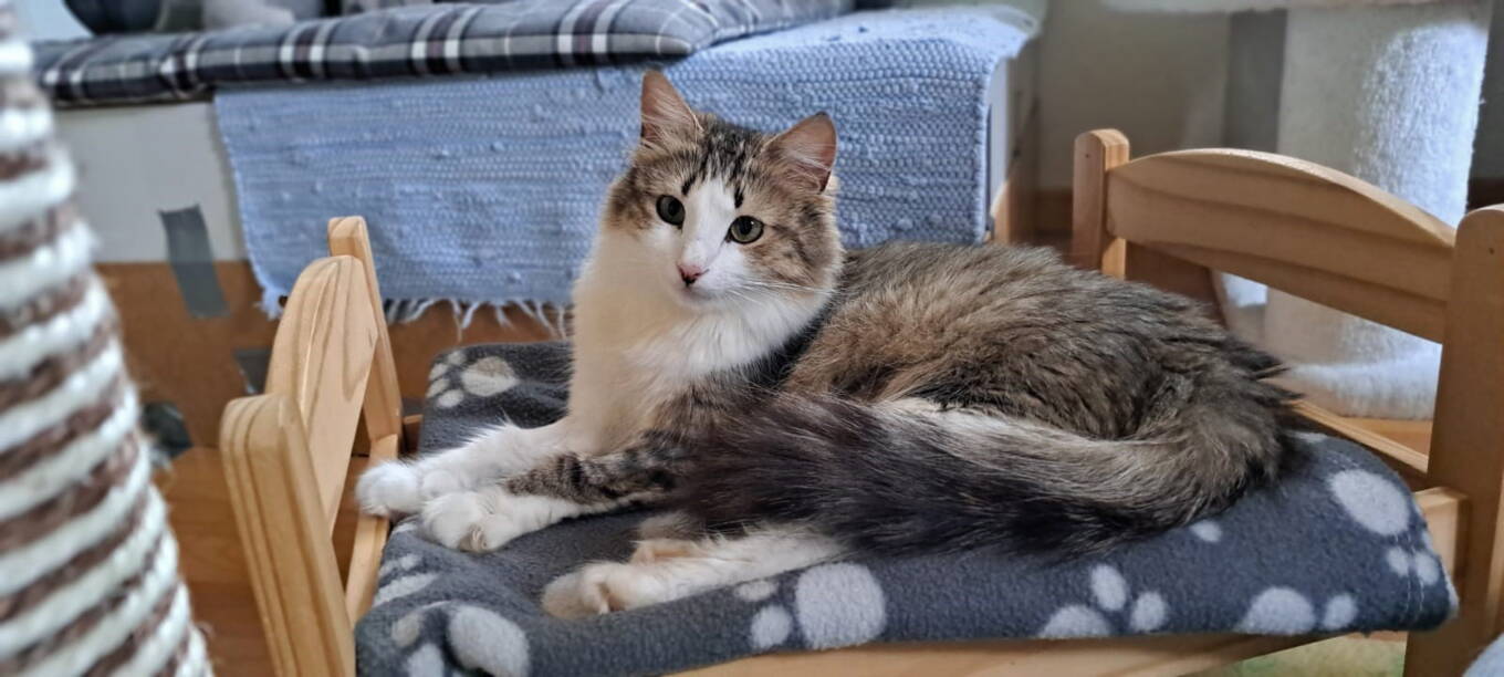 Mimi