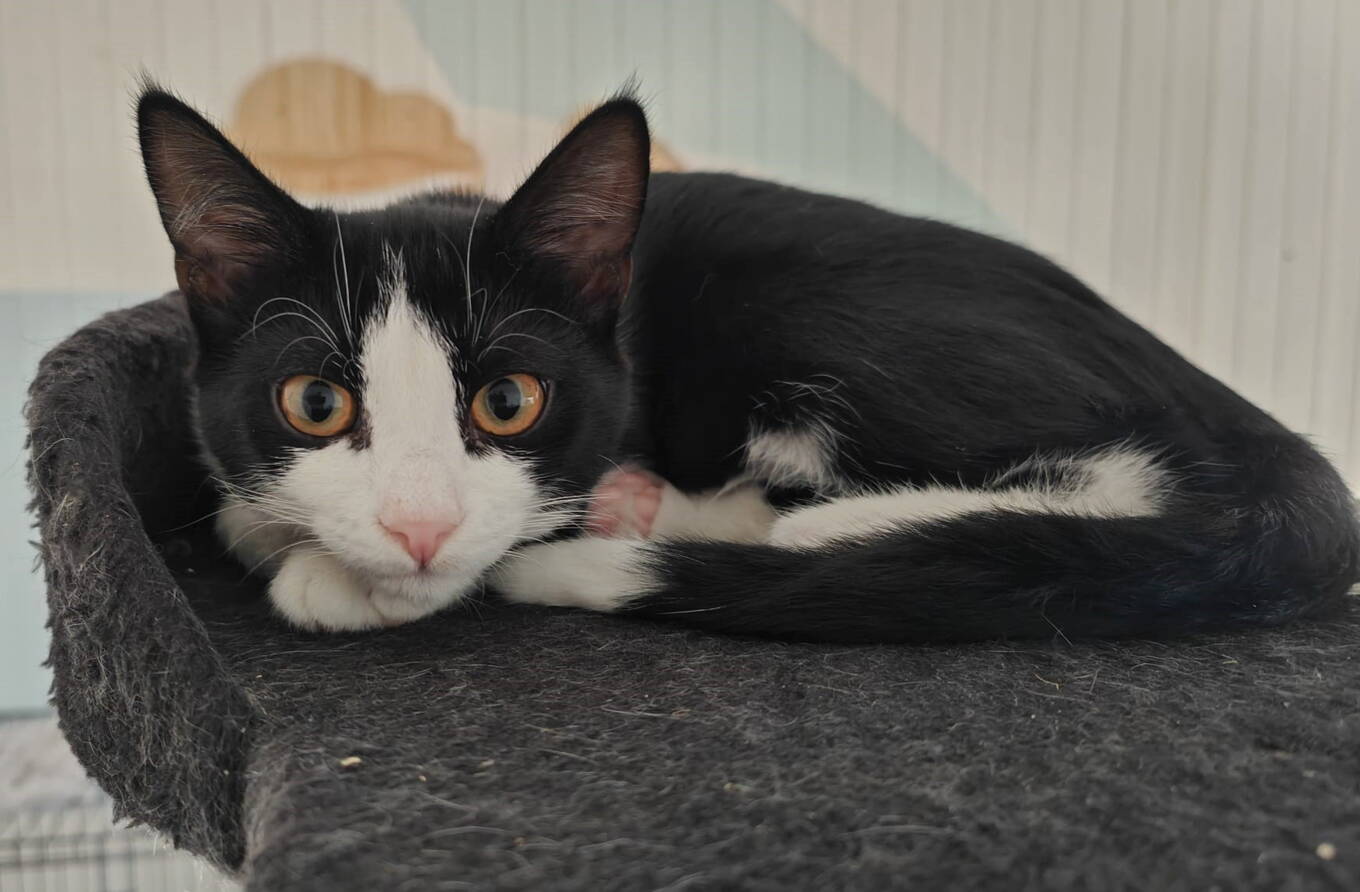 Ginny, Harry, Hermine und Luna