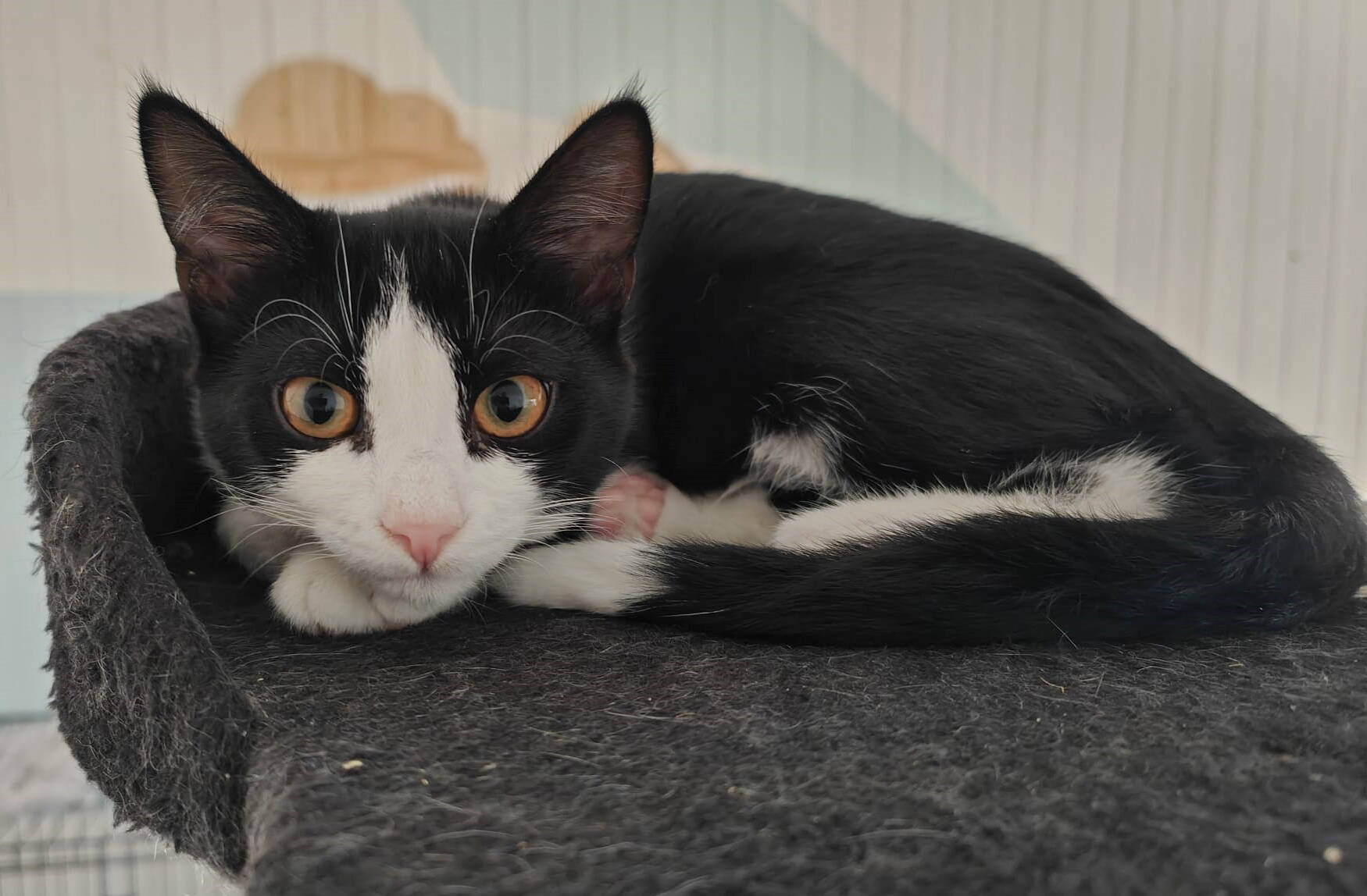 Ginny, Harry, Hermine und Luna