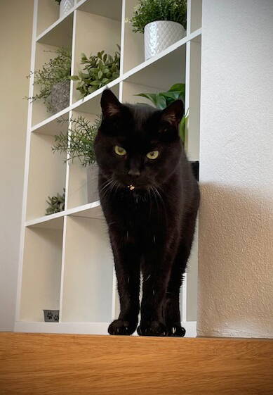 Phoebe