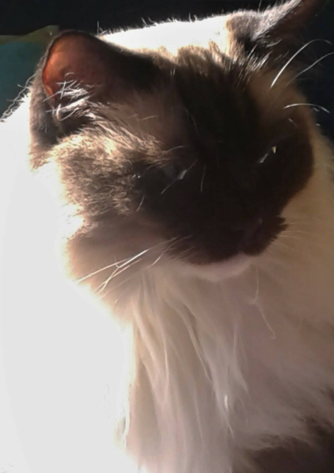 Glamour Girl (GG)